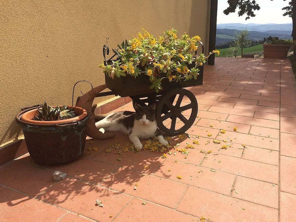 Agriturismo Santa Bruna Volterra Eksteriør bilde